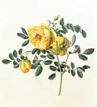 Ehret, Georg Dionysius: Rosa hemispherica, 18th century