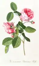 Ehret, Georg Dionysius: Common Provence Rose