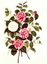 English school (19th century): Camellia (double white and striped) from 