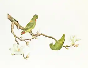 Čínská škola: Blue-crowned parakeet, hanging on a magnolia branch, Ch ien-lung period