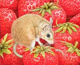 Ditz: Strawberry-Mouse