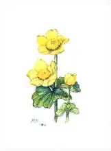 Hill, Nell: Marsh Marigold