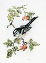 Hill, Nell: Long-tailed tit and rosehips