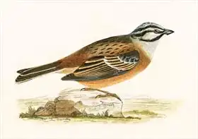 Anglická škola (19. století): Meadow Bunting, illustration from A History of the Birds of Europe Not Observed in the British Isles by Charles Robert