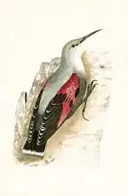 Anglická škola (19. století): Wall Creeper, illustration from A History of the Birds of Europe Not Observed in the British Isles by Charles Robert B