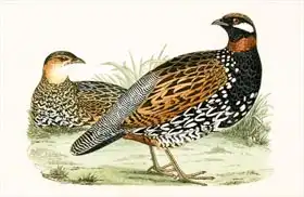 Anglická škola (19. století): Francolin, illustration from A History of the Birds of Europe Not Observed in the British Isles by Charles Robert Bree