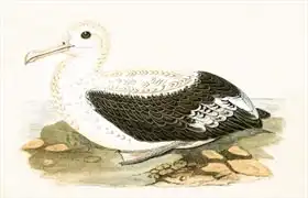Anglická škola (19. století): Wandering Albatross, illustration from A History of the Birds of Europe Not Observed in the British Isles by Charles R