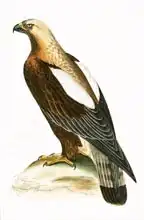 Anglická škola (19. století): Imperial Eagle, illustration from A History of the Birds of Europe Not Observed in the British Isles by Charles Robert