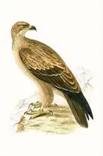 Anglická škola (19. století): Tawny Eagle, illustration from A History of the Birds of Europe Not Observed in the British Isles by Charles Robert Br