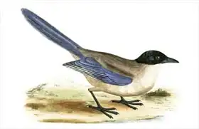 Anglická škola (19. století): Azure Winged Magpie, illustration from A History of the Birds of Europe Not Observed in the British Isles by Charles R