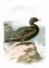 Anglická škola (20. století): Scoter