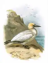 Anglická škola (20. století): Gannet