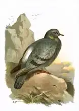 Anglická škola (20. století): Rock Dove