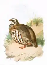 Anglická škola (20. století): Red legged Partridge