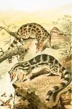 Anglická škola (19. století): Linsangs