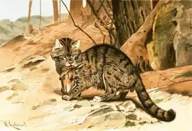 Kuhnert, Wilhelm: Wild cat