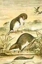 Anglická škola (19. století): Web-footed shrews