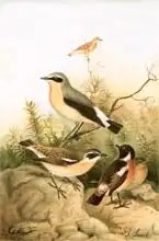 Smit, Joseph: Wheatear, Stonechat and Whinchat