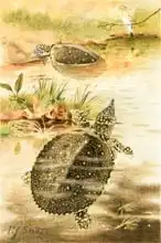 Smit, Joseph: Soft river tortoises