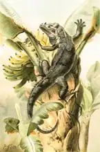 Smit, Joseph: Black Iguana