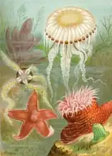 Anglická škola (19. století): Sea Jellies and Sea Stars
