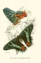 Anglická škola (19. století): Butterflies