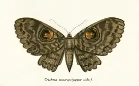 Anglická škola (19. století): Butterflies