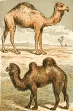 Anglická škola (19. století): Arabian Camel and Bactrian Camel