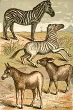 Anglická škola (19. století): Zebra, Wild Ass, Quagga and Common Ass