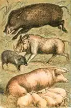 Anglická škola (19. století): Wild Boar, Wart Hog, Peccary, Sow and Pigs