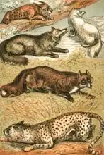 Anglická škola (19. století): Lynx, Cross Fox, Arctic Fox, Common Fox and Cheetah