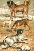 Anglická škola (19. století): St. Bernard, Bulldog, Bloodhound, Newfoundland and Italian Greyhound