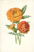 Hulme, Frederick Edward: Marigold