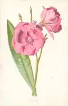 Hulme, Frederick Edward: Oleander