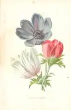 Hulme, Frederick Edward: Poppy-Anemone