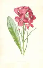 Hulme, Frederick Edward: Single Stock