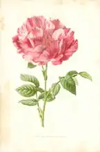 Hulme, Frederick Edward: York and Lancaster Rose