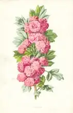 Hulme, Frederick Edward: Hawthorn