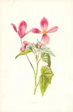 Hulme, Frederick Edward: Begonia