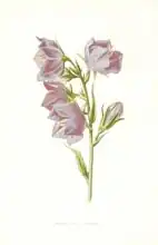Hulme, Frederick Edward: Broad Bell Flower