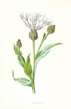 Hulme, Frederick Edward: Cornflower
