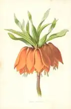 Hulme, Frederick Edward: Crown Imperial