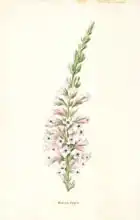 Hulme, Frederick Edward: Winter Heath