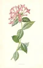 Hulme, Frederick Edward: Bouvardia