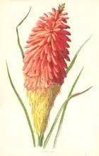 Hulme, Frederick Edward: Torch Lily