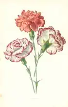 Hulme, Frederick Edward: Picotees