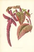 Hulme, Frederick Edward: Love-Lies-Bleeding