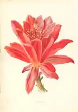 Hulme, Frederick Edward: Cactus