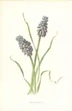 Hulme, Frederick Edward: Grape Hyacinth