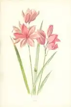 Hulme, Frederick Edward: Ixia